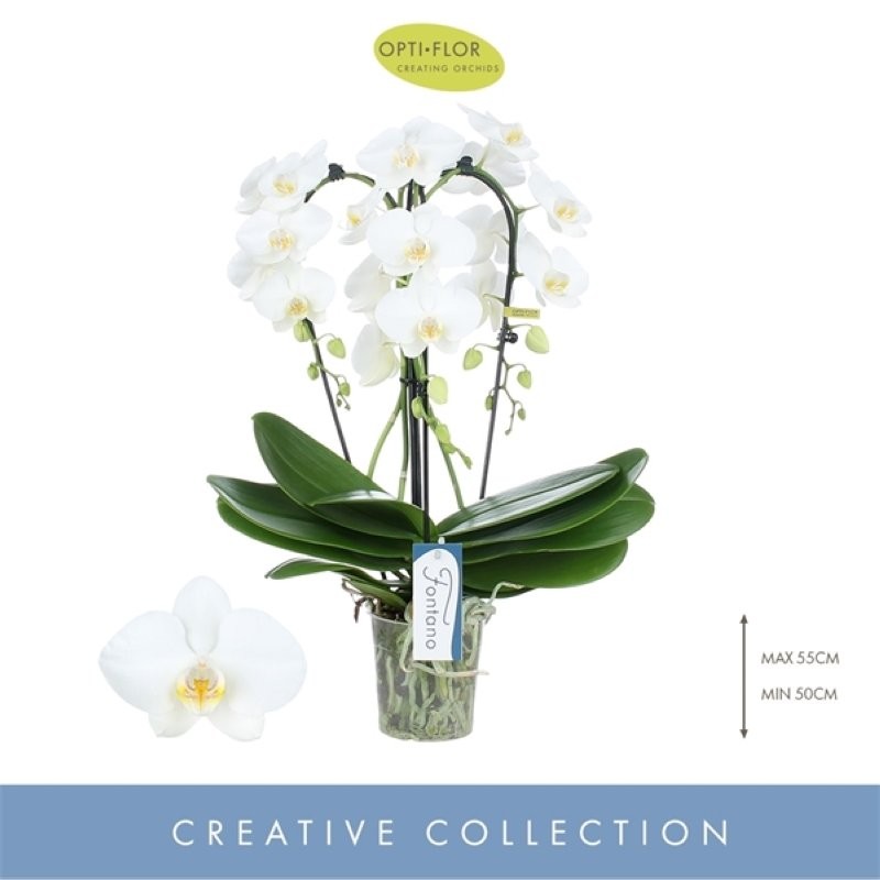 PHALAENOPSIS M12 CASCADA 3 VARES FONTANO Bellagio