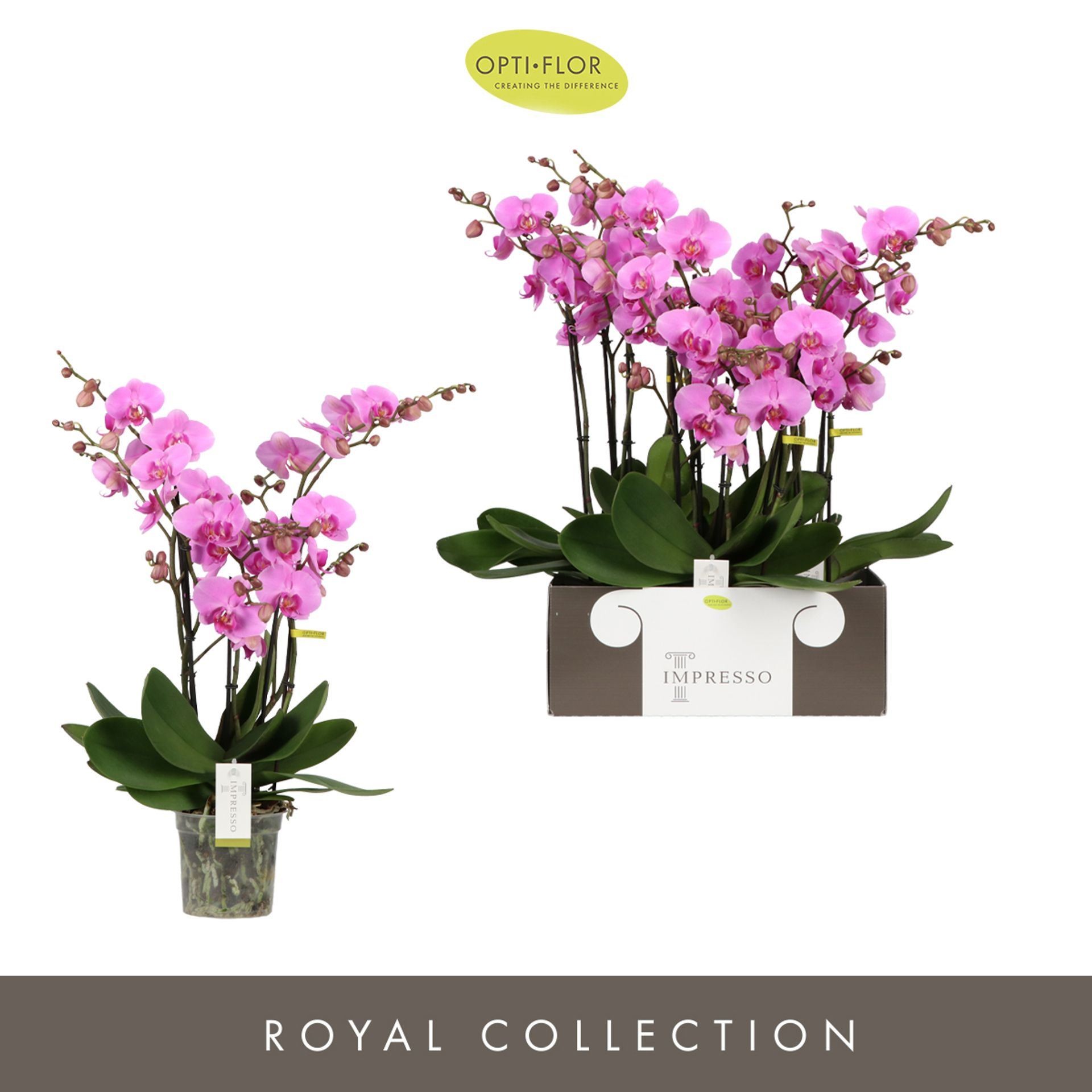 PHALAENOPSIS 4 vares  M15- 60cm. IMPRESSO MATHI