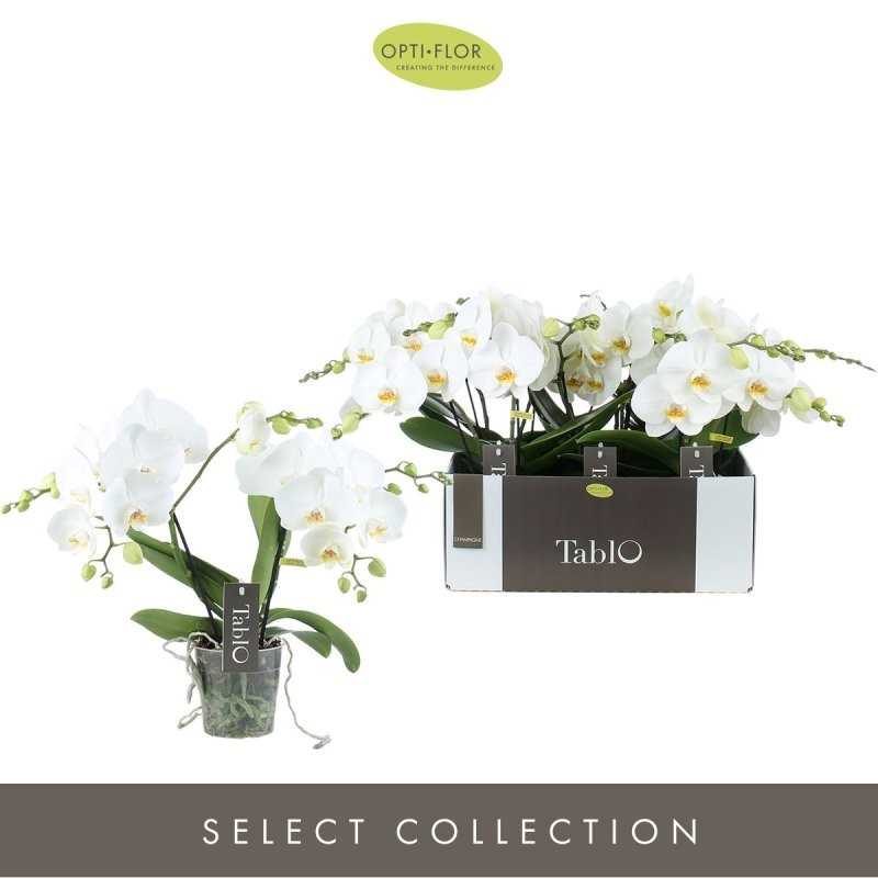 PHALAENOPSIS M12 H40 TABLO CHAMPAGNE 2 VARES