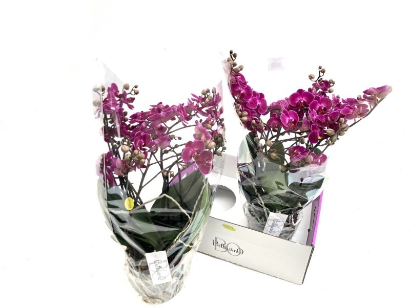 PHALAENOPSIS  M15  BELLISIMO ROSA