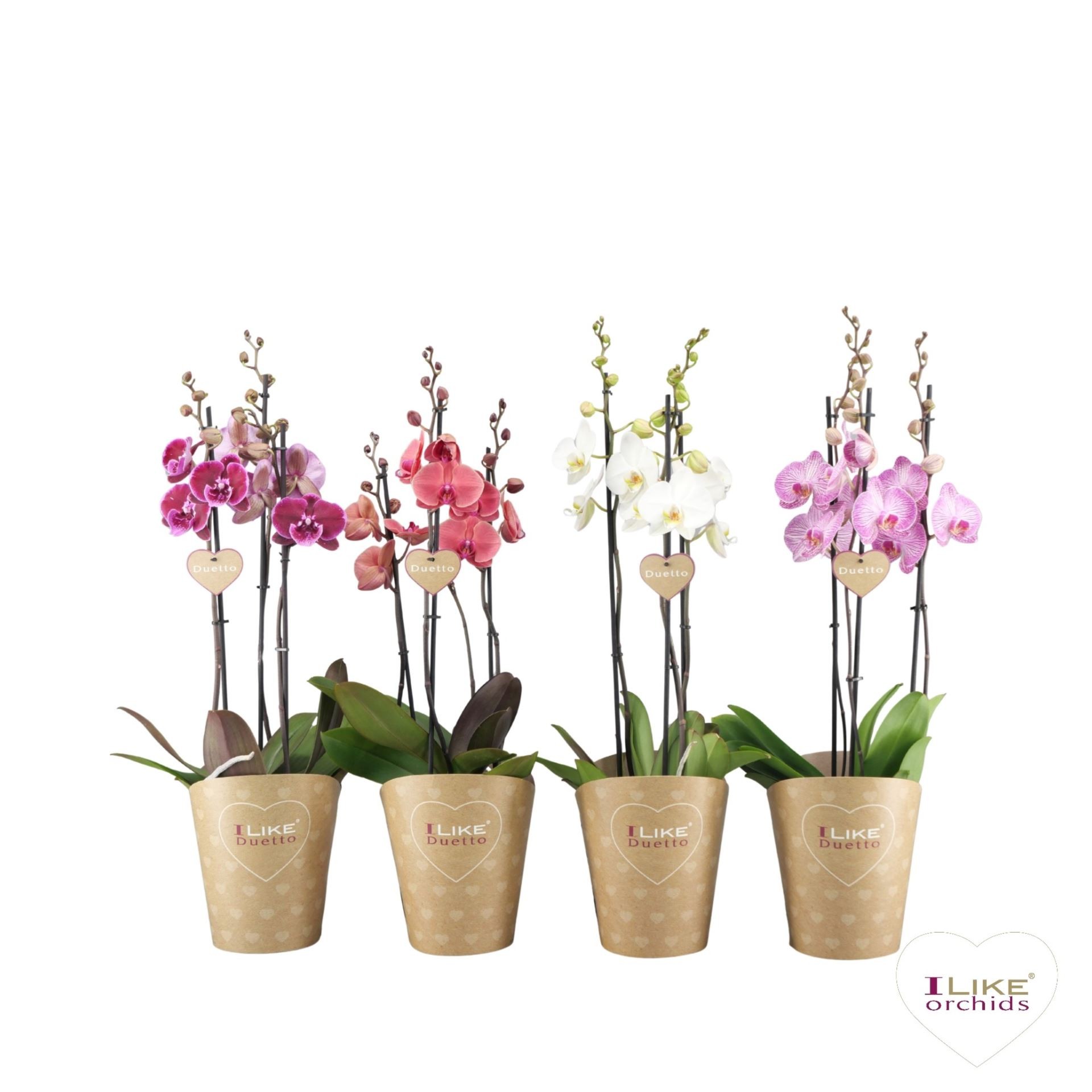 PHALAENOPSIS 3 vares DUETTO M17- 70cm. MIX  DM25