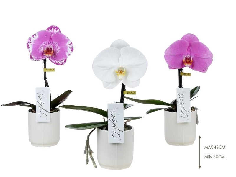 PHALAENOPSIS  M 9  FLOR SINGOLO MIX CERAMICA