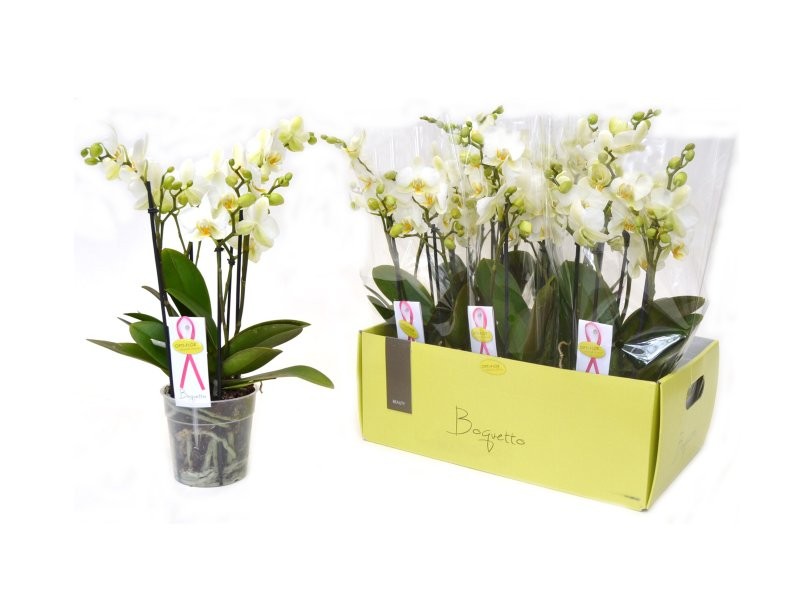 PHALAENOPSIS MULT. BOQUETTO 3-5v M12-40cm BLANC D