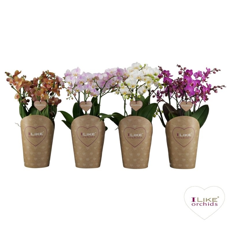 PHALAENOPSIS 6 vares DUETTO M17- 50cm. MULTI  DM2