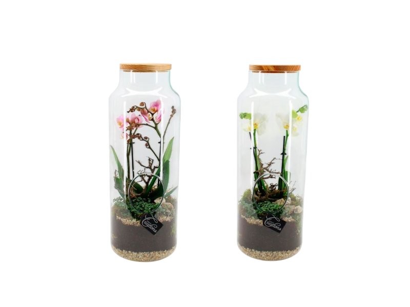 TERRARI PHALAENOPSIS D19 H50 rosa/blanc