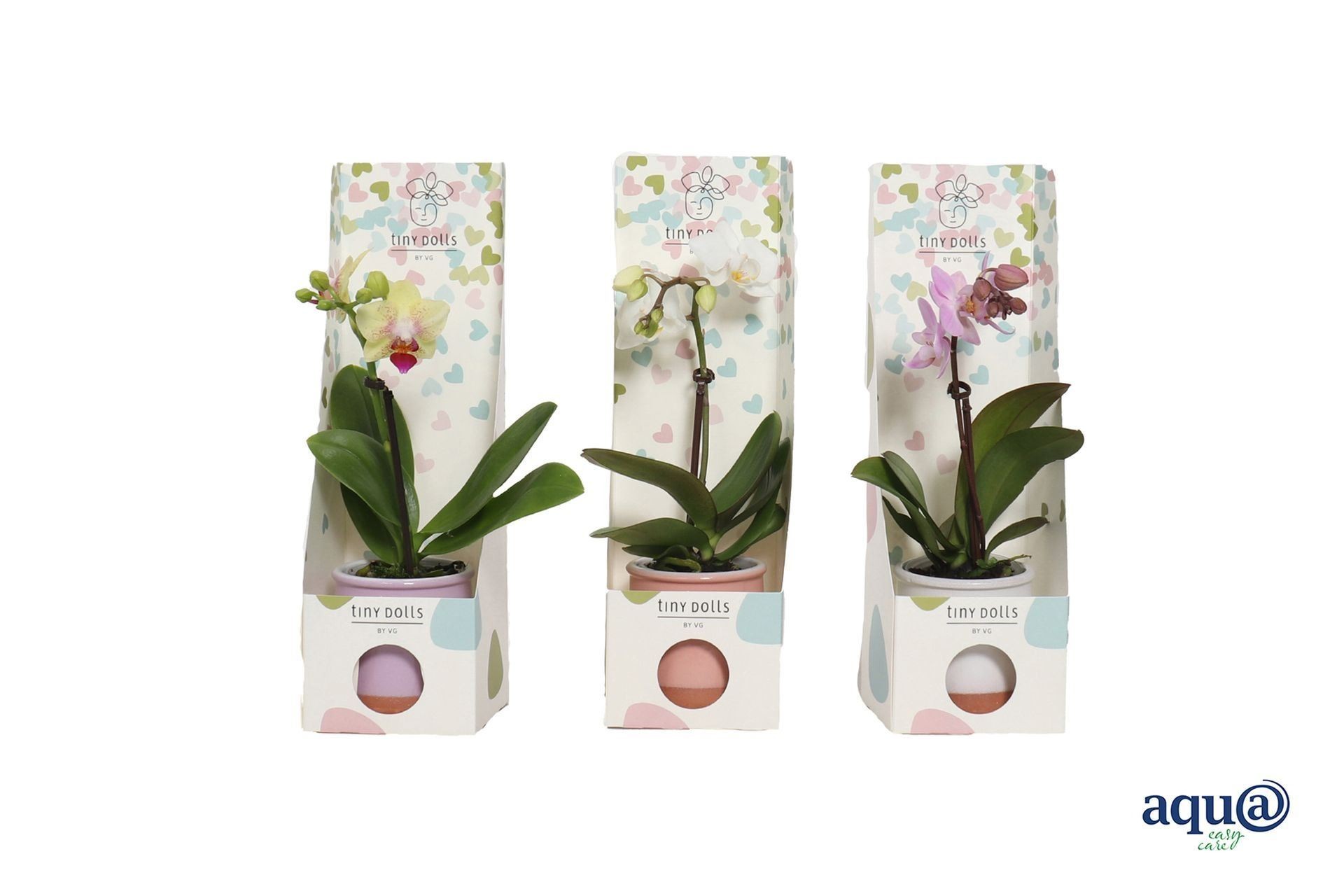 PHALAENOPSIS  M 6 MINI 1-vara CERAMICA en caixa