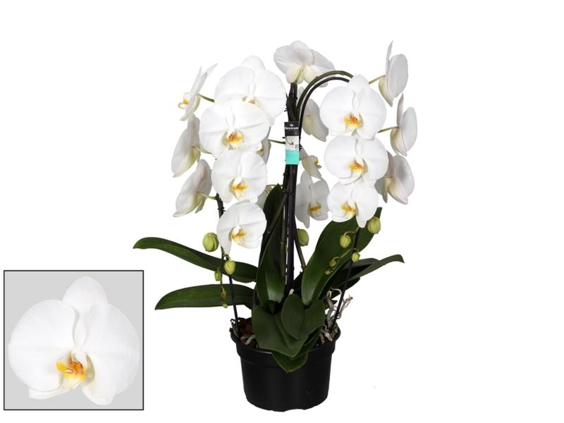 PHALAENOPSIS 3 VARES CROWN T21 BLANC  