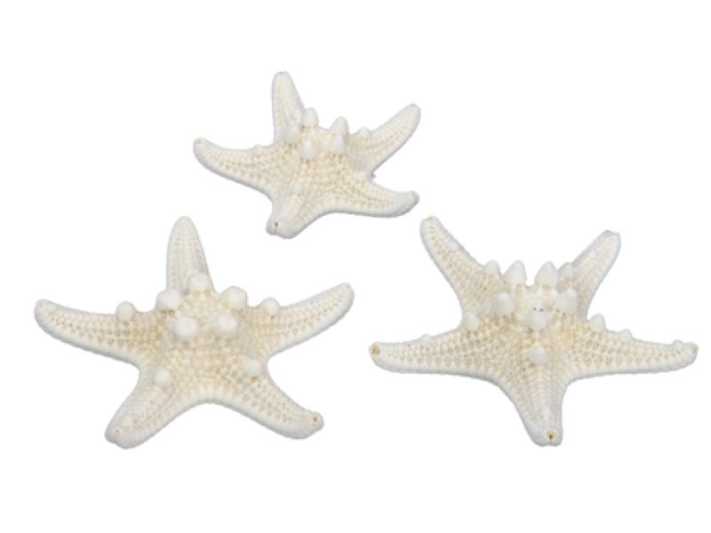 ESTRELLA DE MAR 5-7CM NATURAL 24UNI