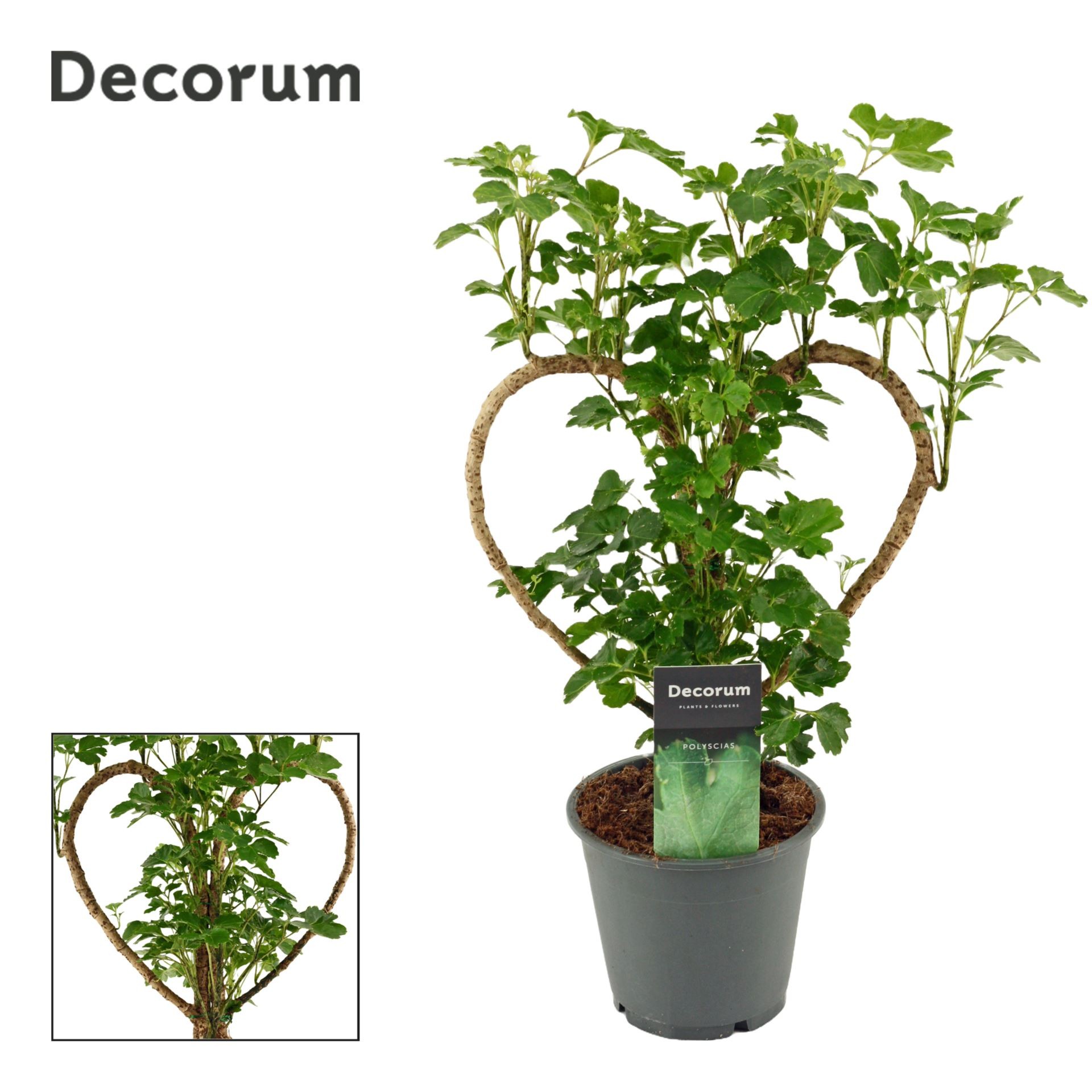 POLYSCIAS FABIAN  M12- 40cm.