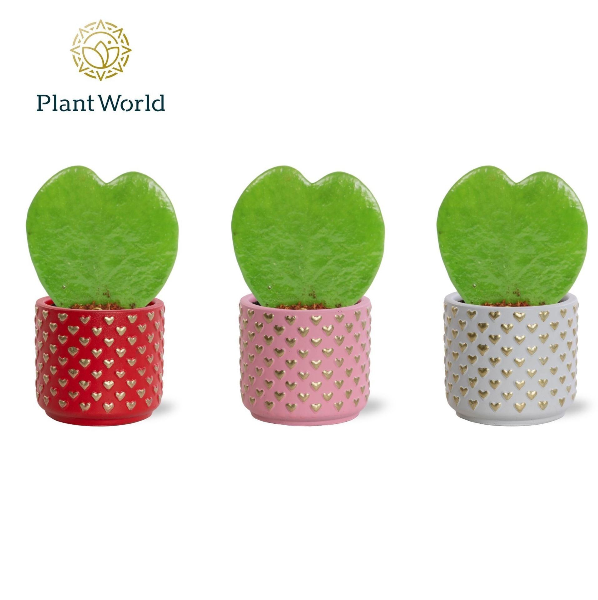 HOYA KERRI  M 7 CERAMICA MINI CORS