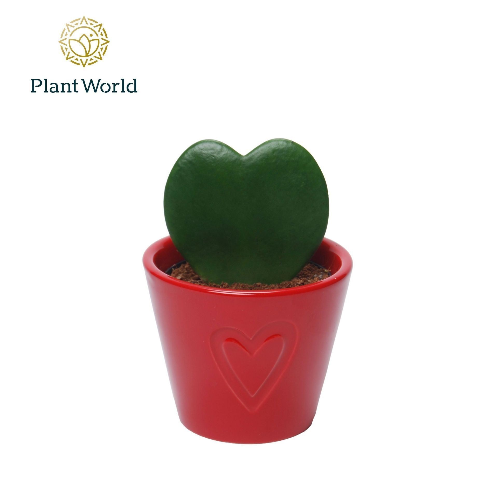 HOYA KERRI  M 7 + CERAMICA COR