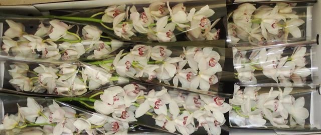 FLOR, CYMBIDIUM x9 MIX preu vara