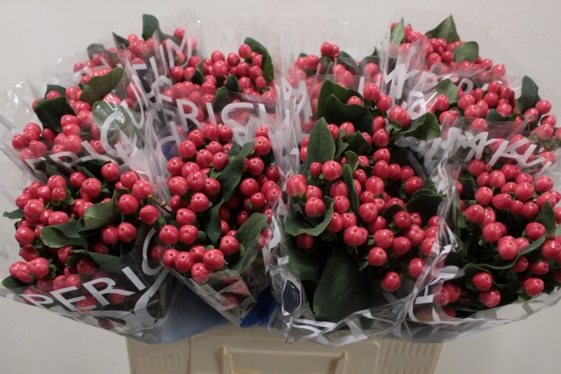 FLOR, HYPERICUM COCO TANGO 50cm. x10 tig.