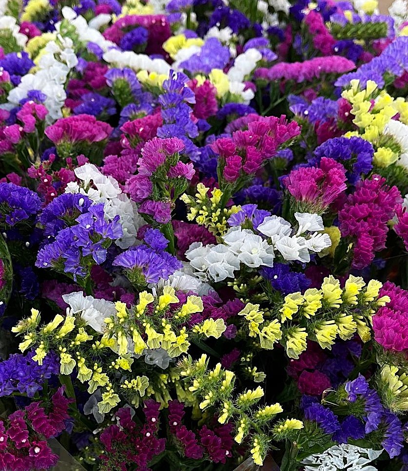 FLOR, STATICE MONOCOLOR/MIX paq.x5 tiges.