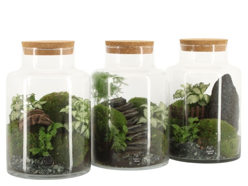 TERRARI PLANTA MINI D17 H25 Landscape