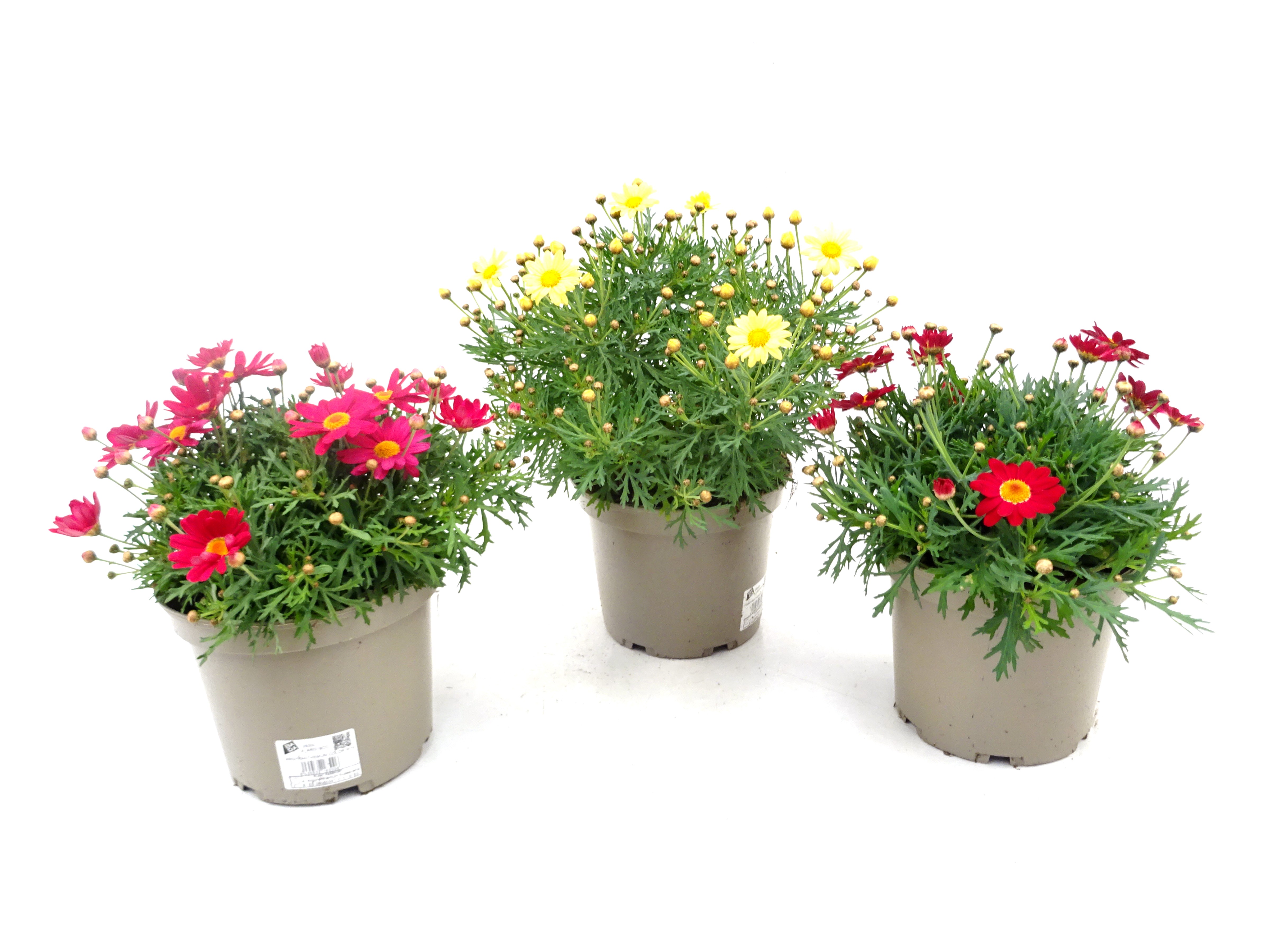 ARGYRANTHEMUM COLOR M19