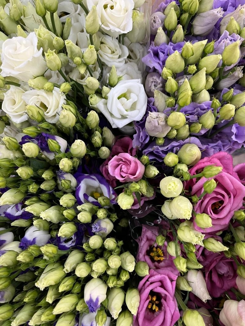 FLOR, LISIANTHUS HOLANDA 85cm. X10 tiges