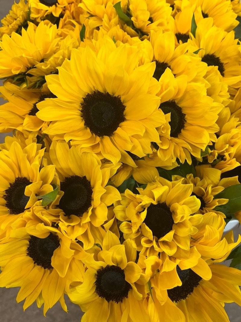 FLOR, GIRASOLS paq.x 5 tiges.