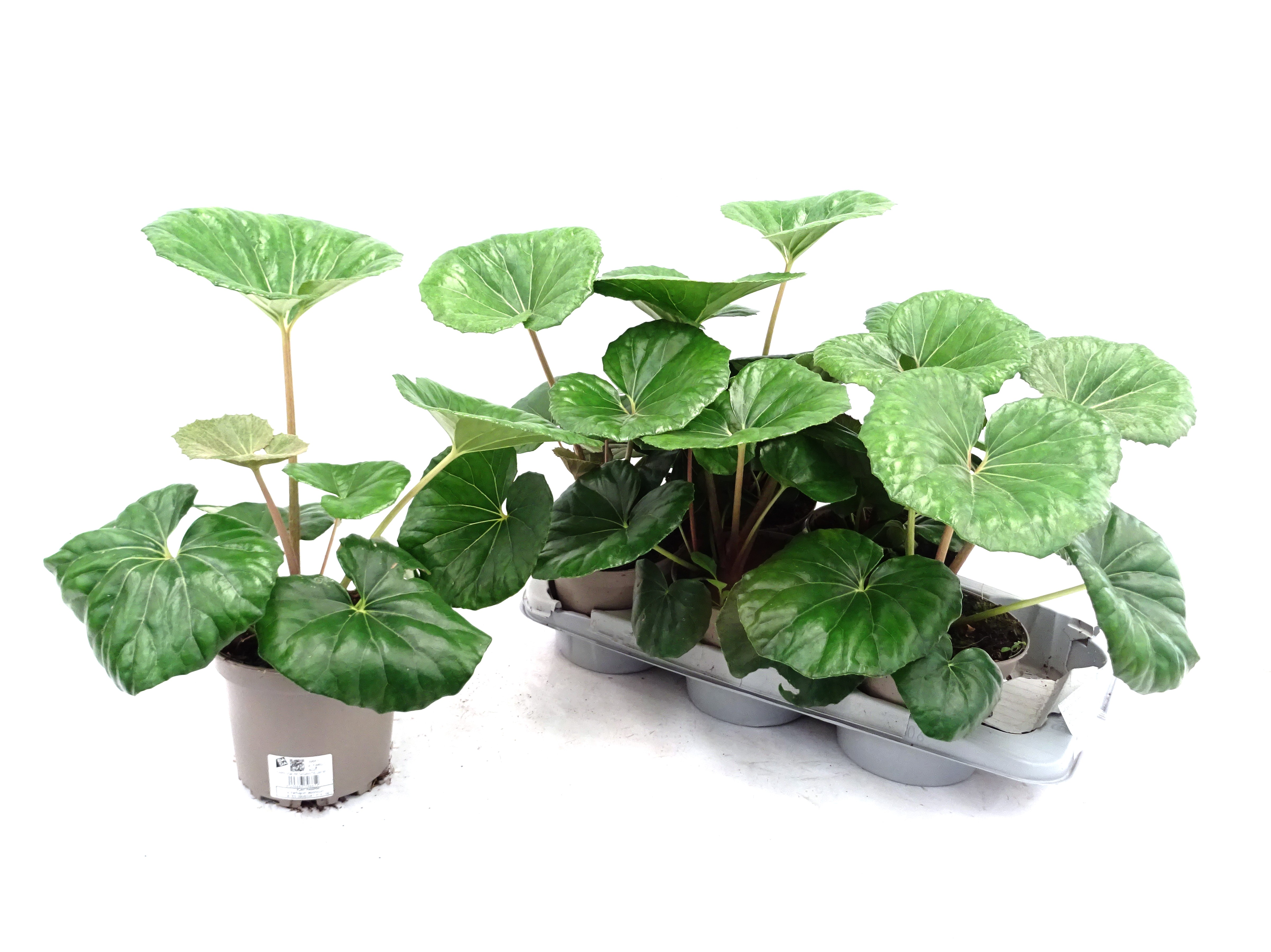 FARFUGIUM GIGANTEUM M17