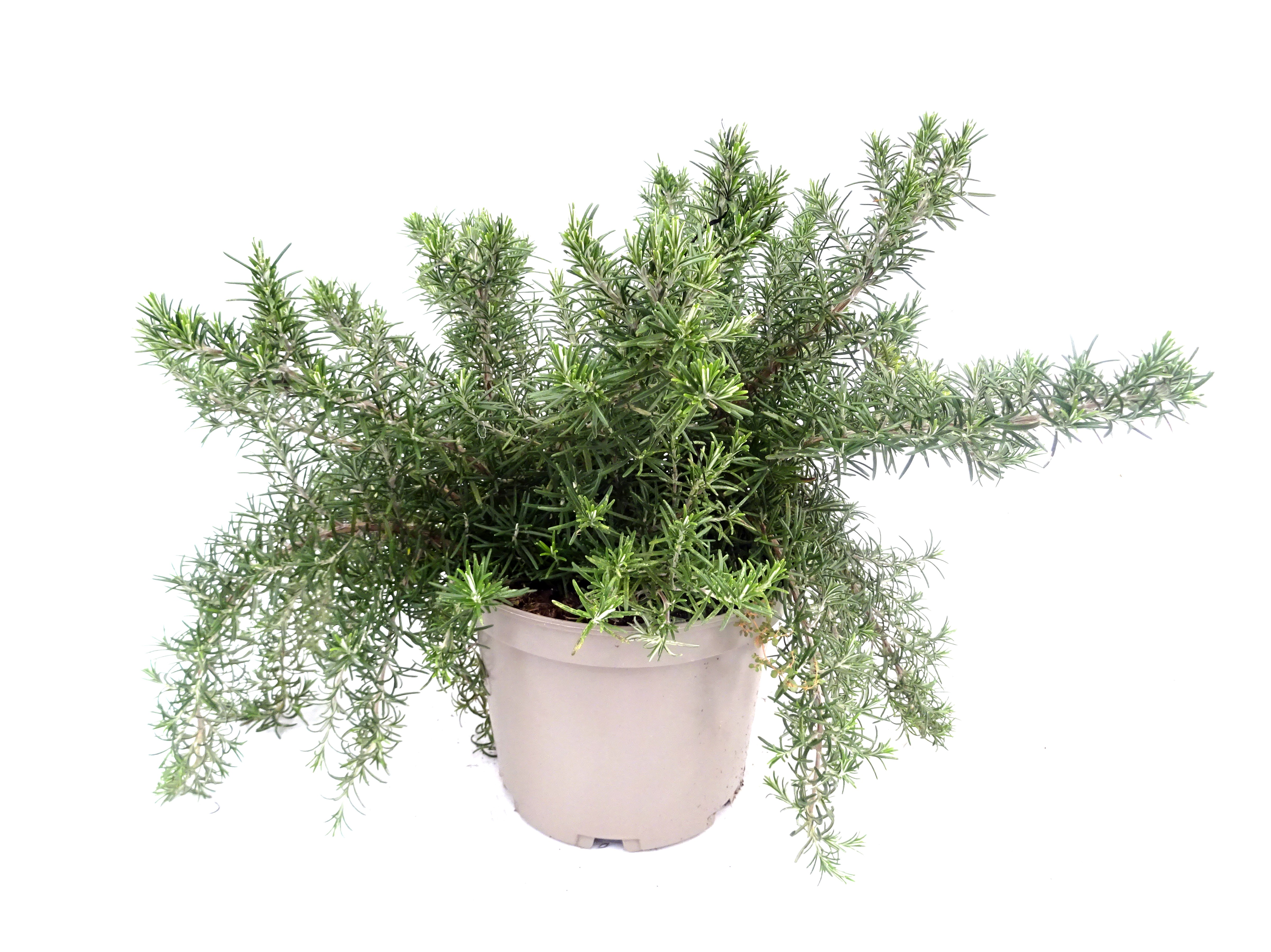 ROSMARINUS PROSTRATUS 5L