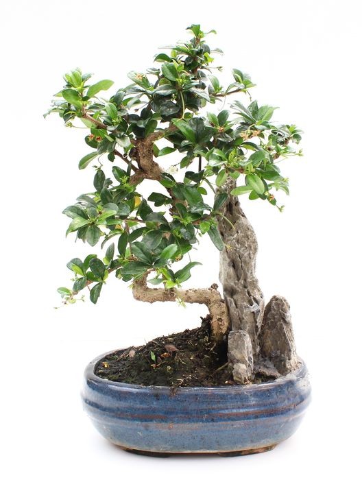 BONSÁI 10 ANYS CARMONA MICROPHYLLA