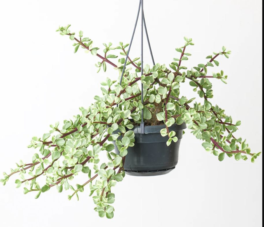 PORTULACARIA  M15 PENJADOR