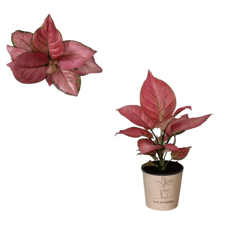 AGLAONEMA  M12 GEELY RED