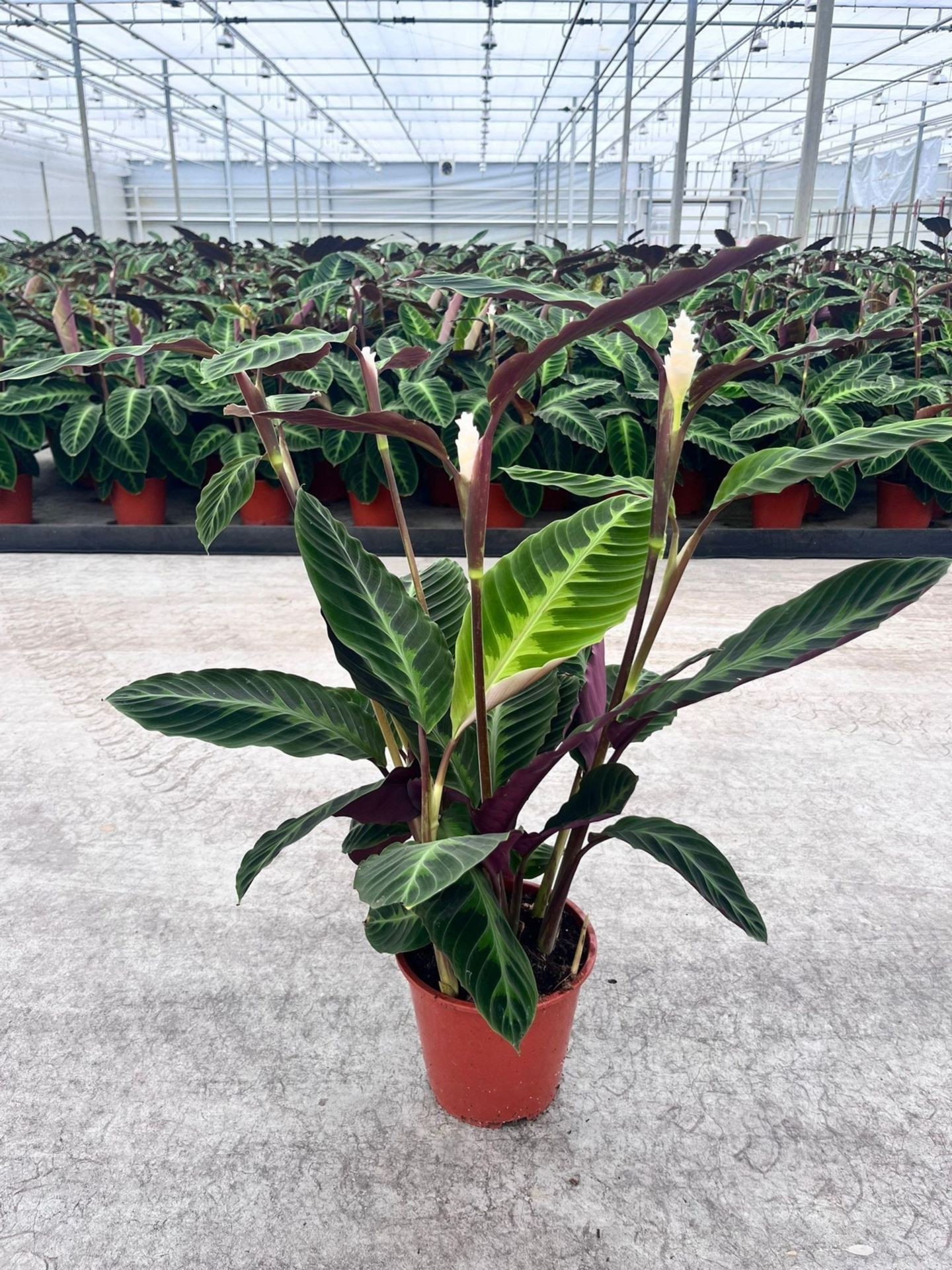 CALATHEA  M19  WARSCEWICZII amb FLOR