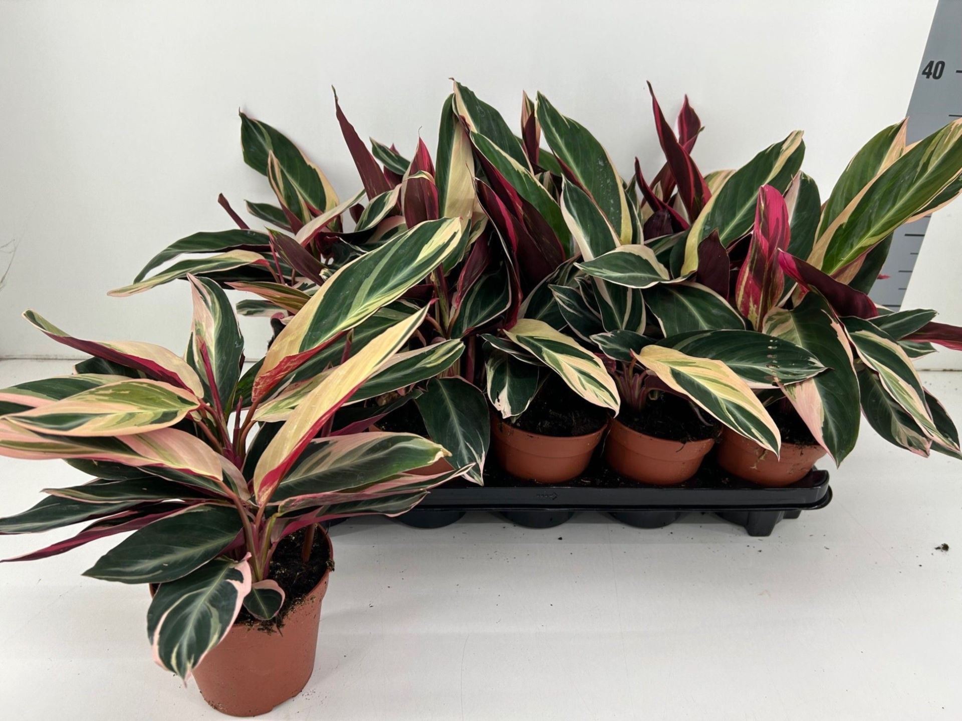 CALATHEA  M12 TRIOSTAR