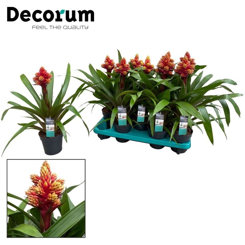 GUZMANIA  M13  BRUSH
