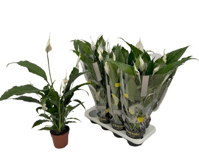 SPATHIPHYLLUM SWEET CHICO M13