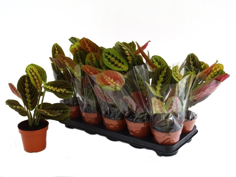 MARANTA TRICOLOR  M11