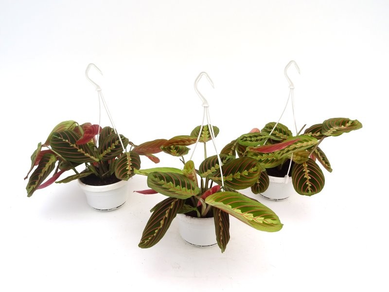 MARANTA TRICOLOR  M15 PENJADOR