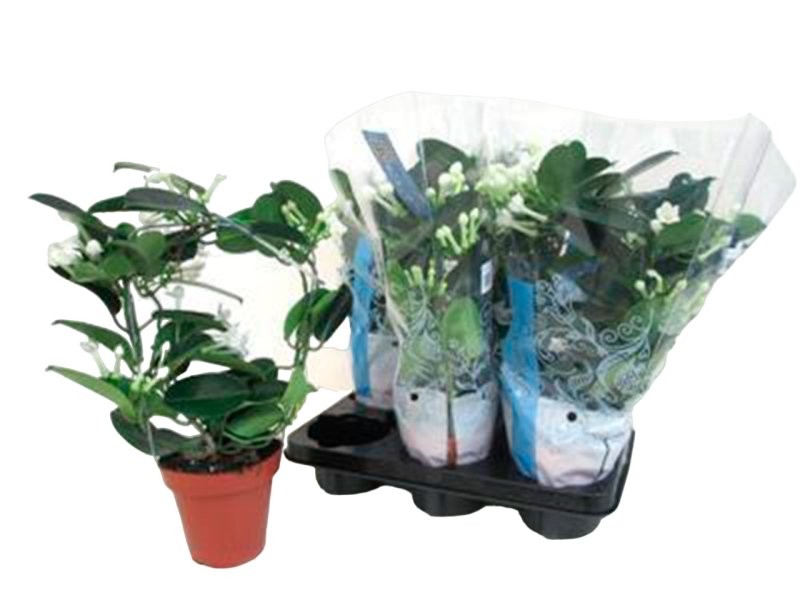 STEPHANOTIS  M12 4-6FL