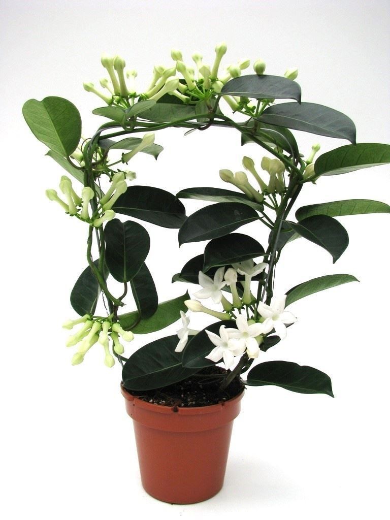 STEPHANOTIS  M12  6-9 FLORES