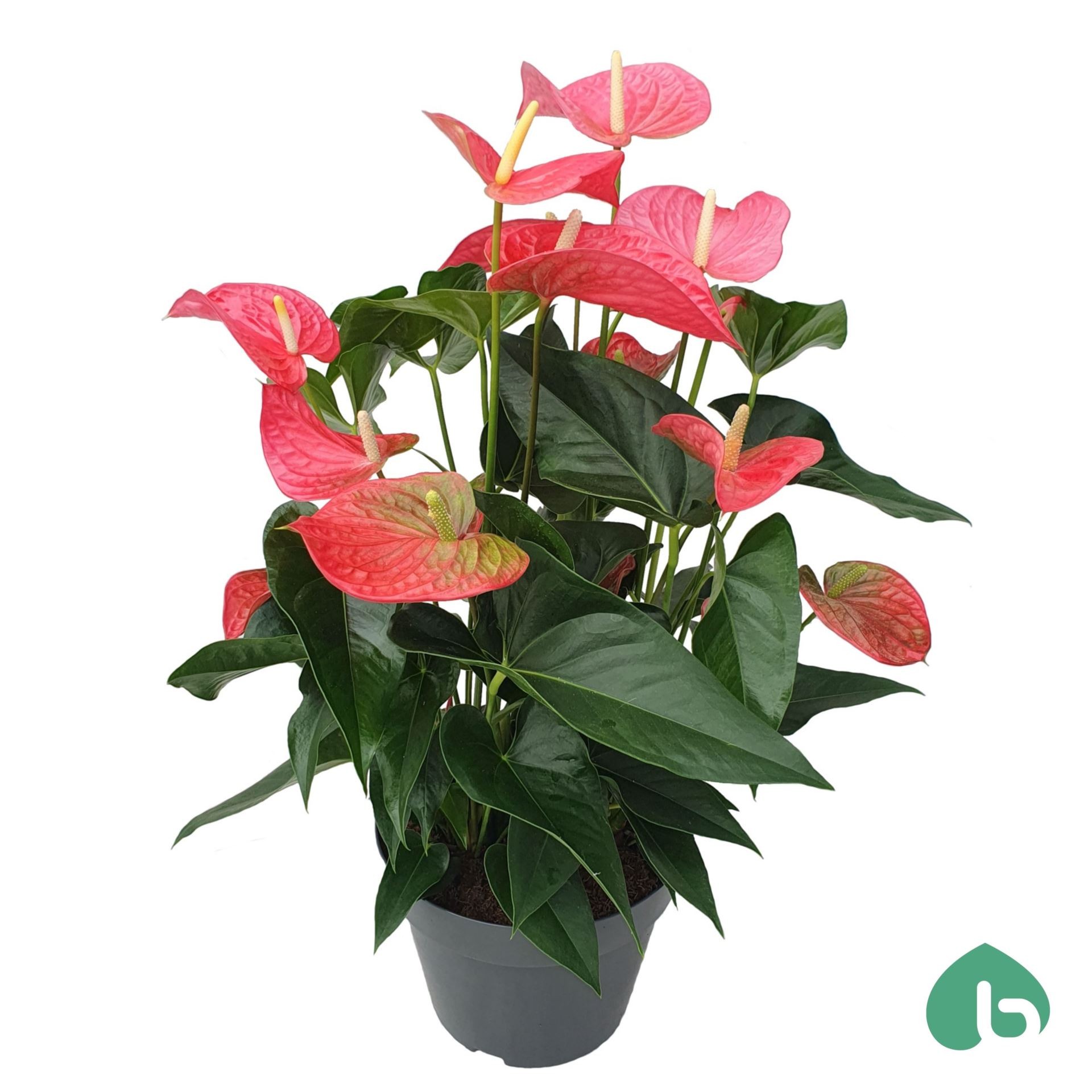ANTHURIUM PINK M24  BIG FLOWERS