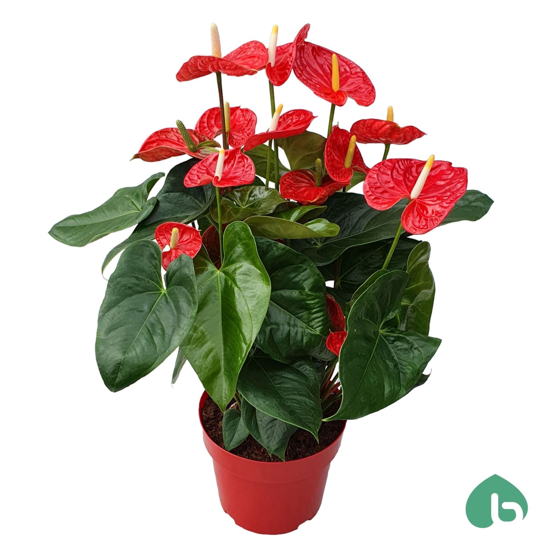 ANTHURIUM RED M24  BIG FLOWERS