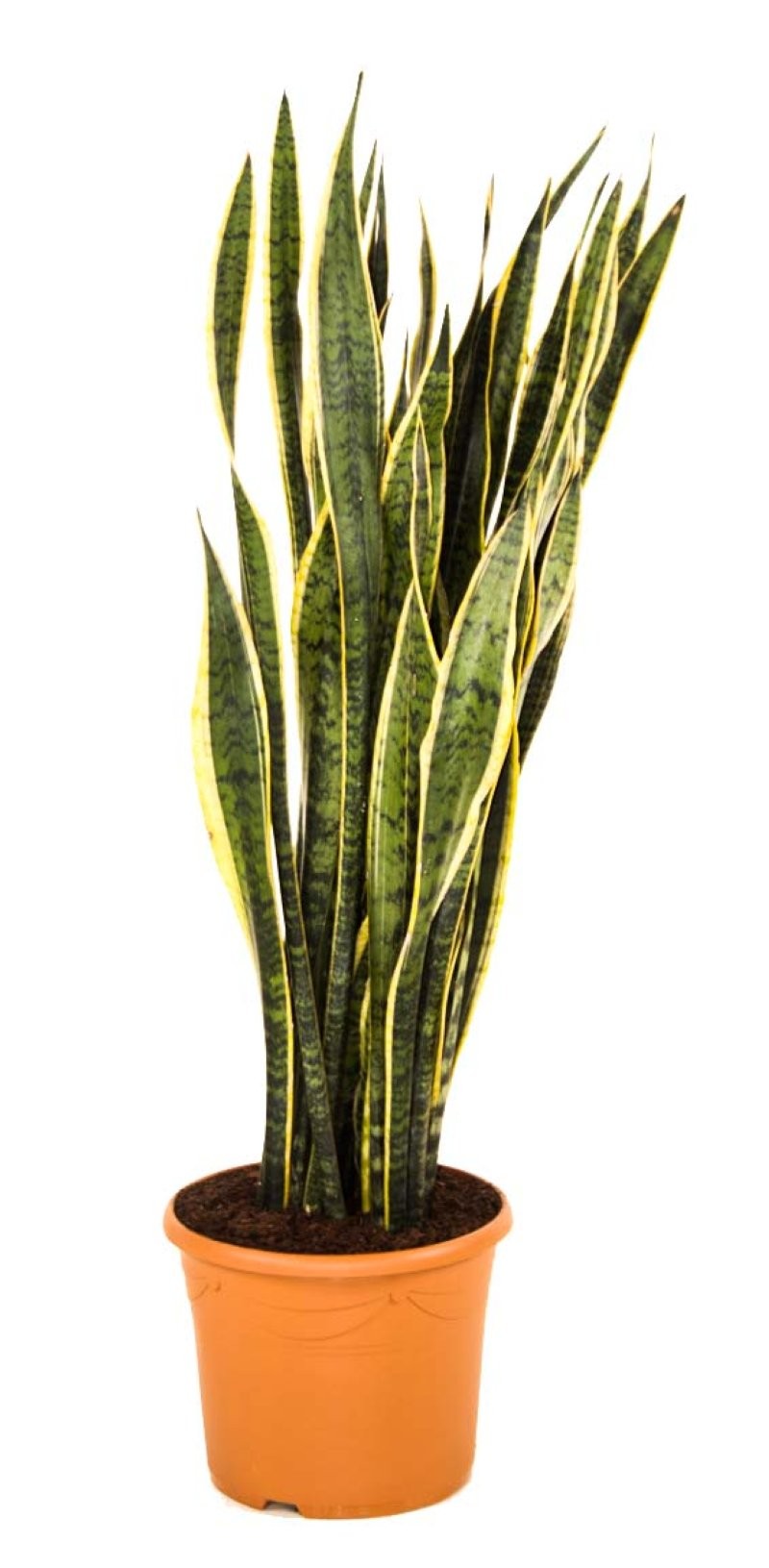 SANSEVIERIA  M30- 90-100cm.