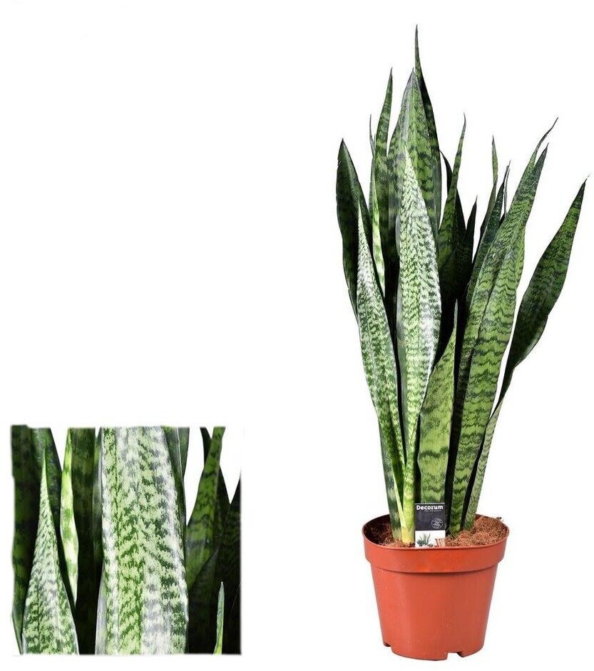 SANSEVIERIA  ZEYLANICA M30- 90-100cm.