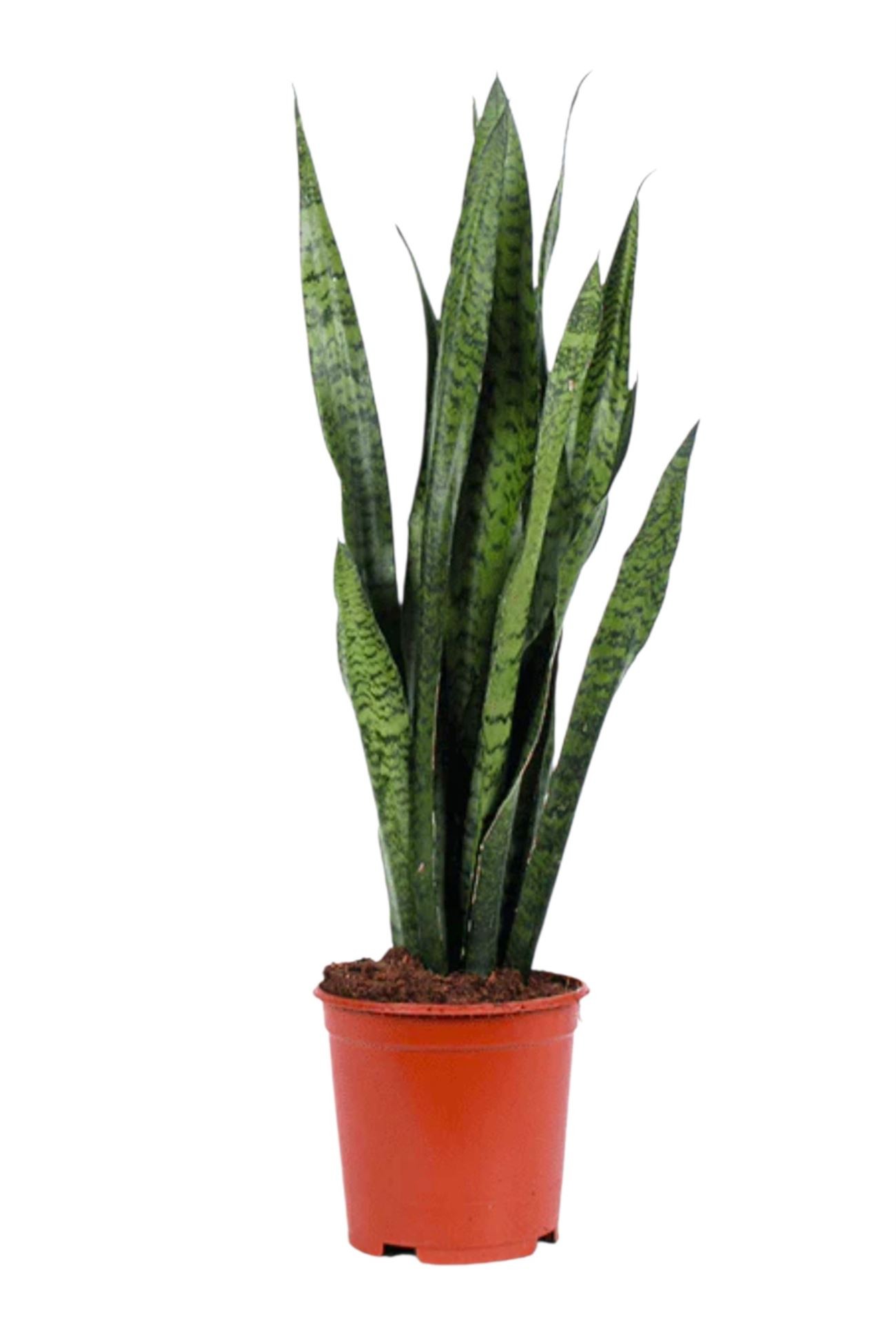 SANSEVIERIA  ZEYLANICA M24- 90-100cm.
