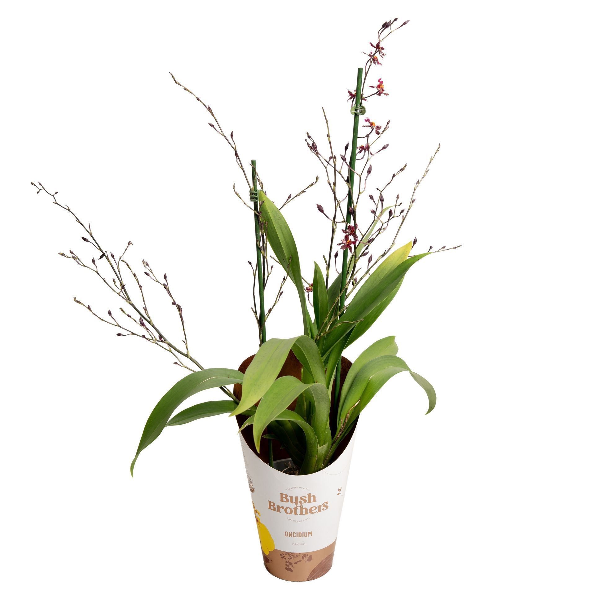 ONCIDIUM  M12- MERCIFULL flor mini 2 RAMA