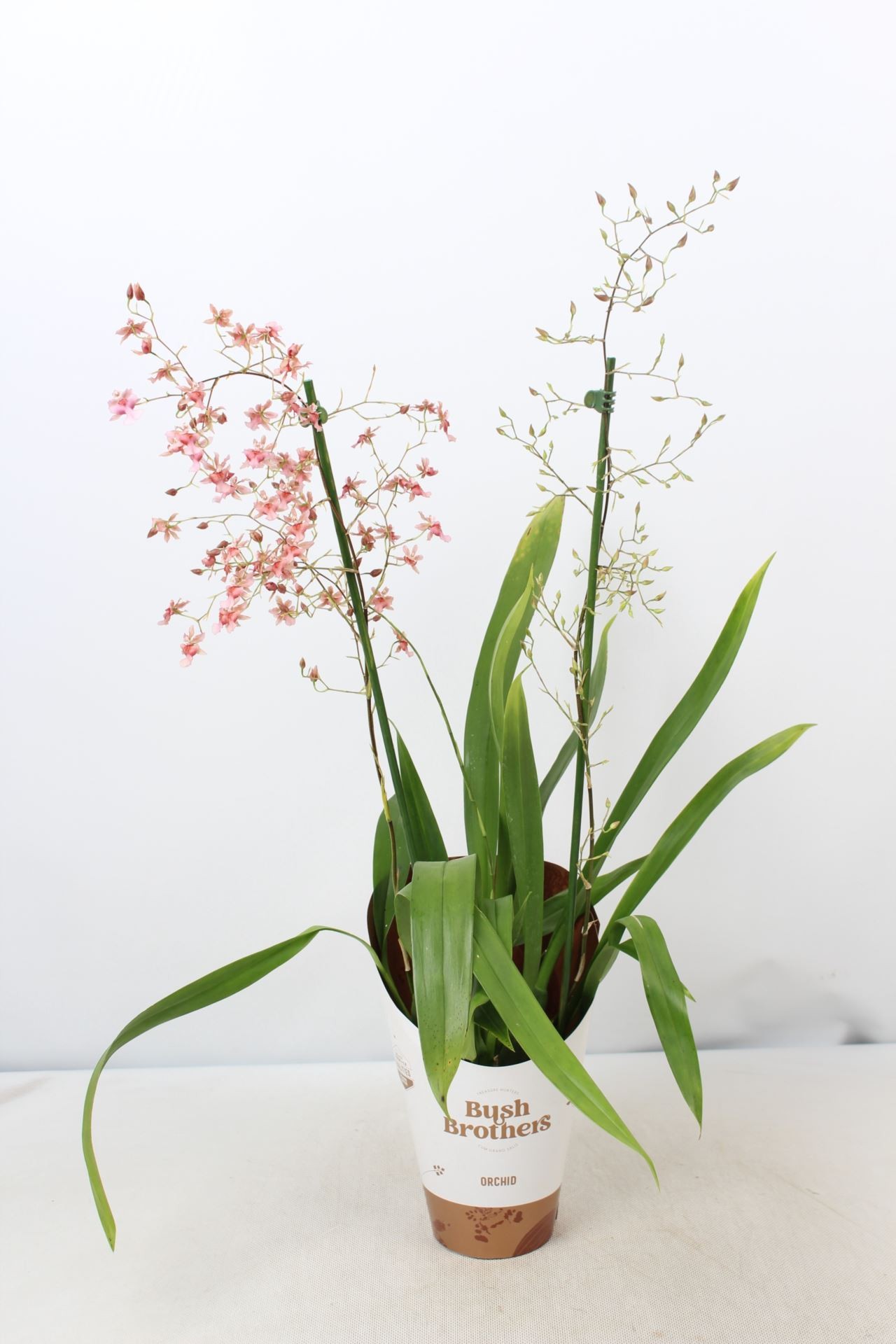 ONCIDIUM  M12- ROSY SUNSET flor mini 2 RAMA