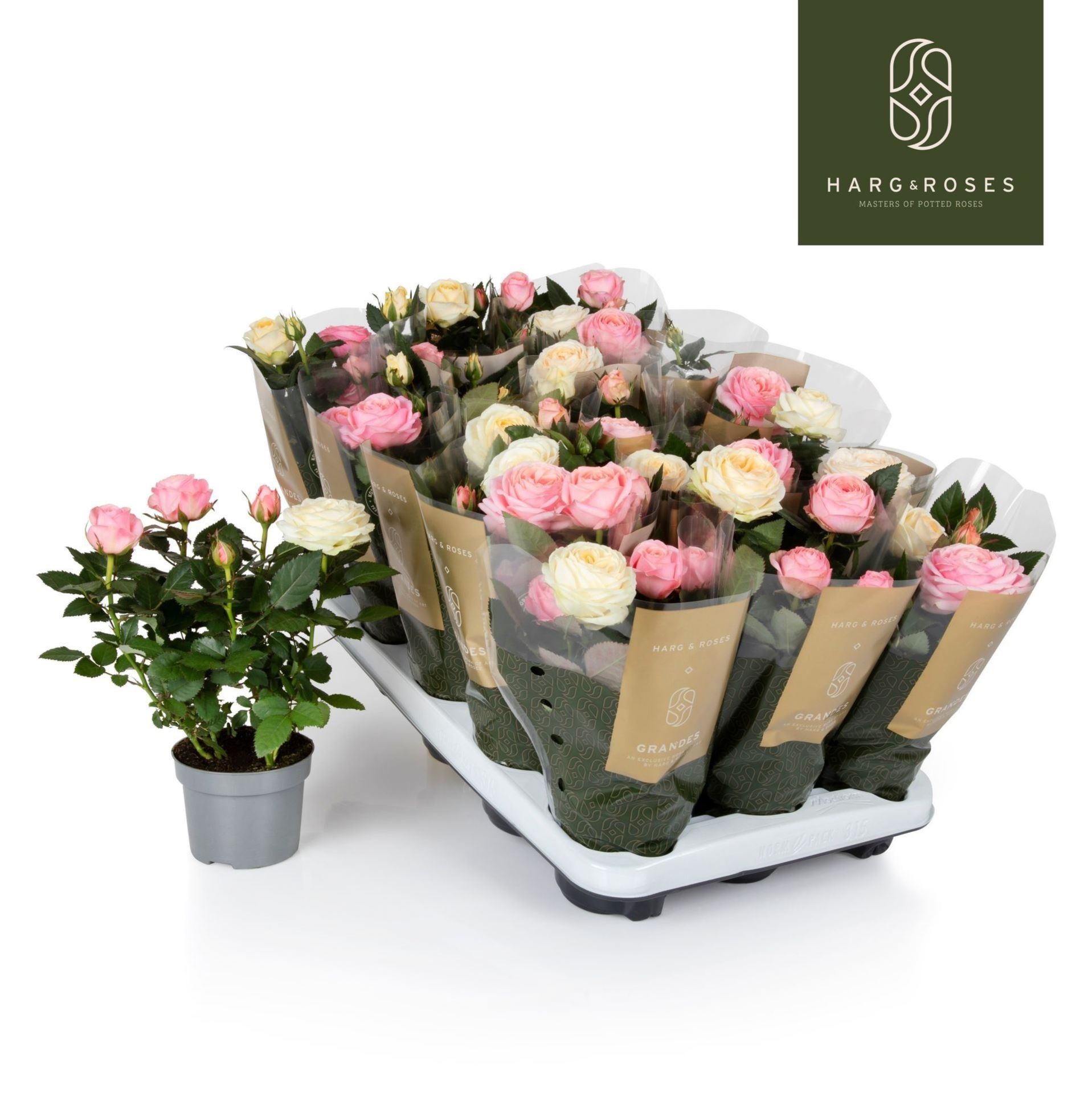 ROSER   MINI  M11  DUO