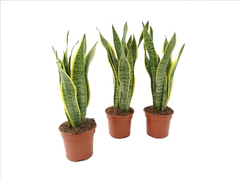 SANSEVIERIA M14- 45cm. laurentii