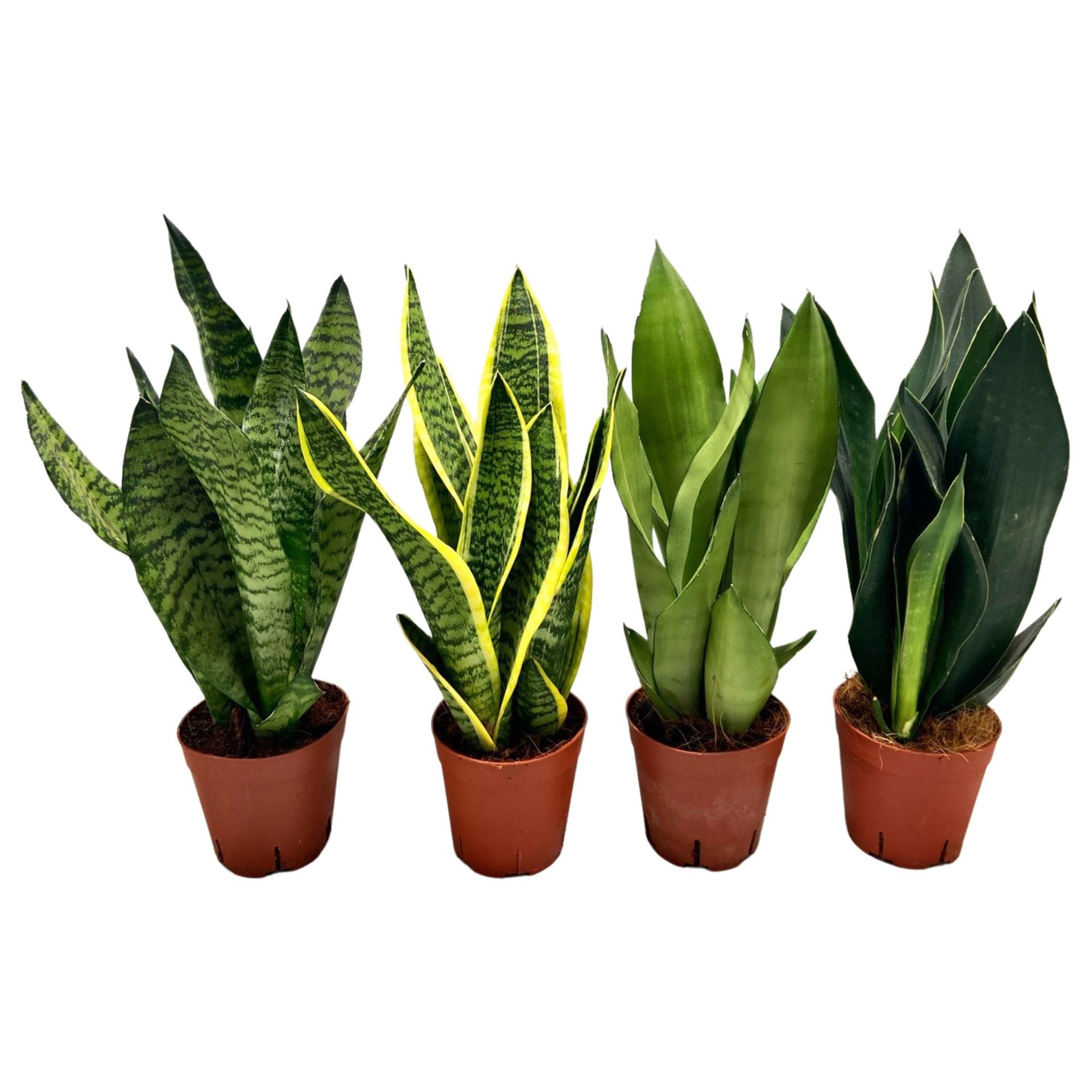 SANSEVIERIA M14 MIX