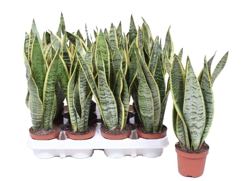 SANSEVIERIA M 9 laurentii