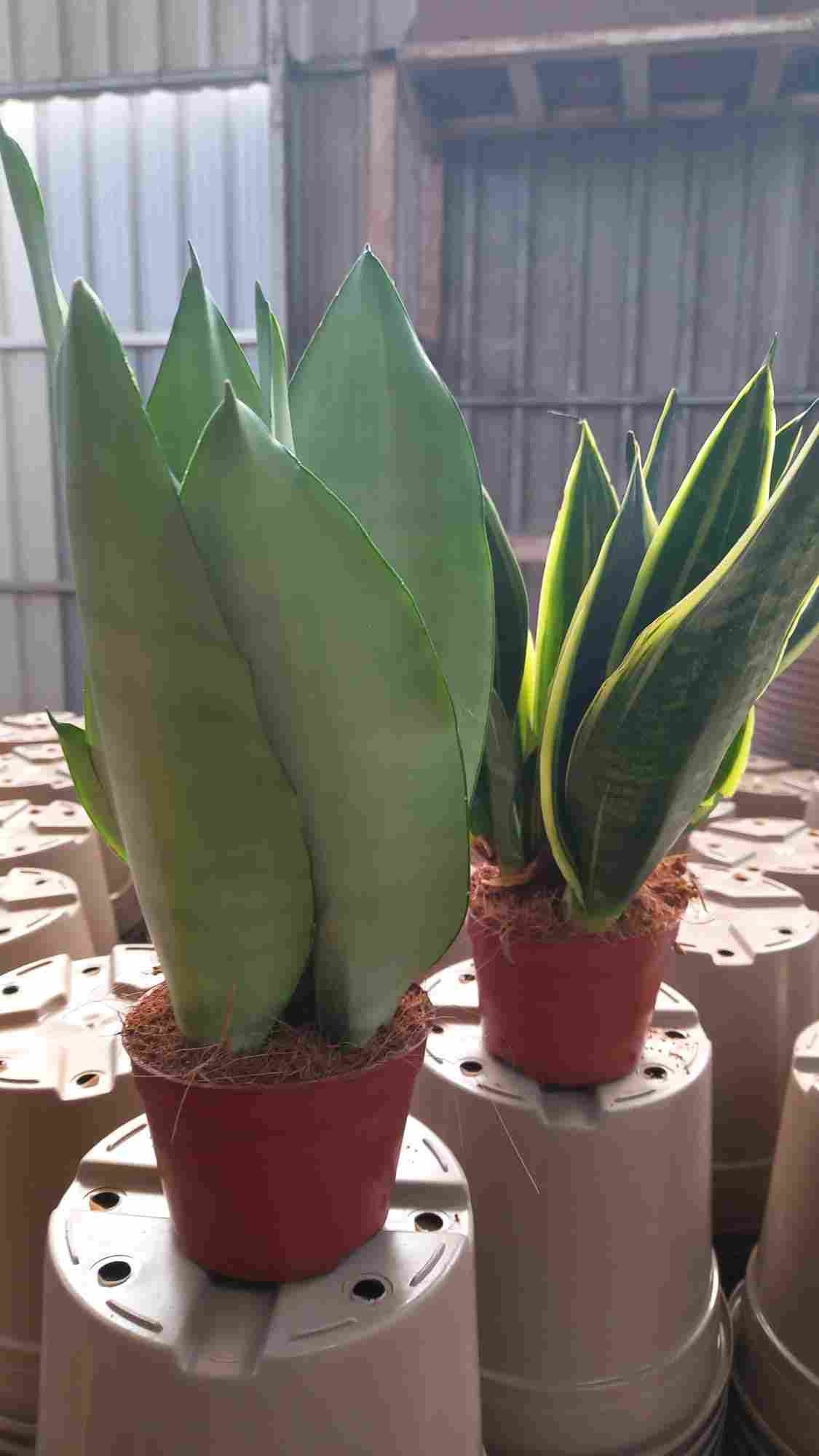 SANSEVIERIA M 9 MIX