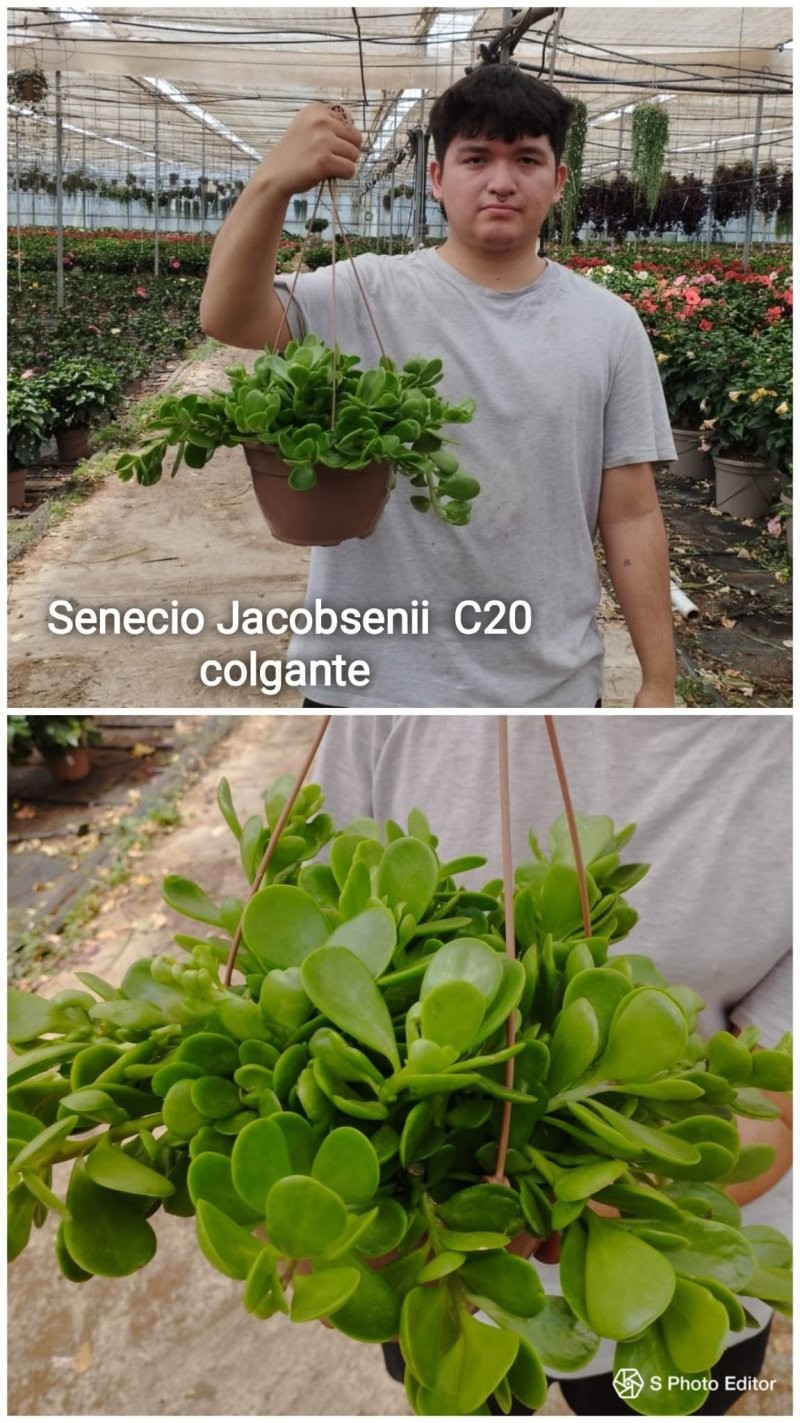 SENECIO  PENJAR  M20  Jacobsenii