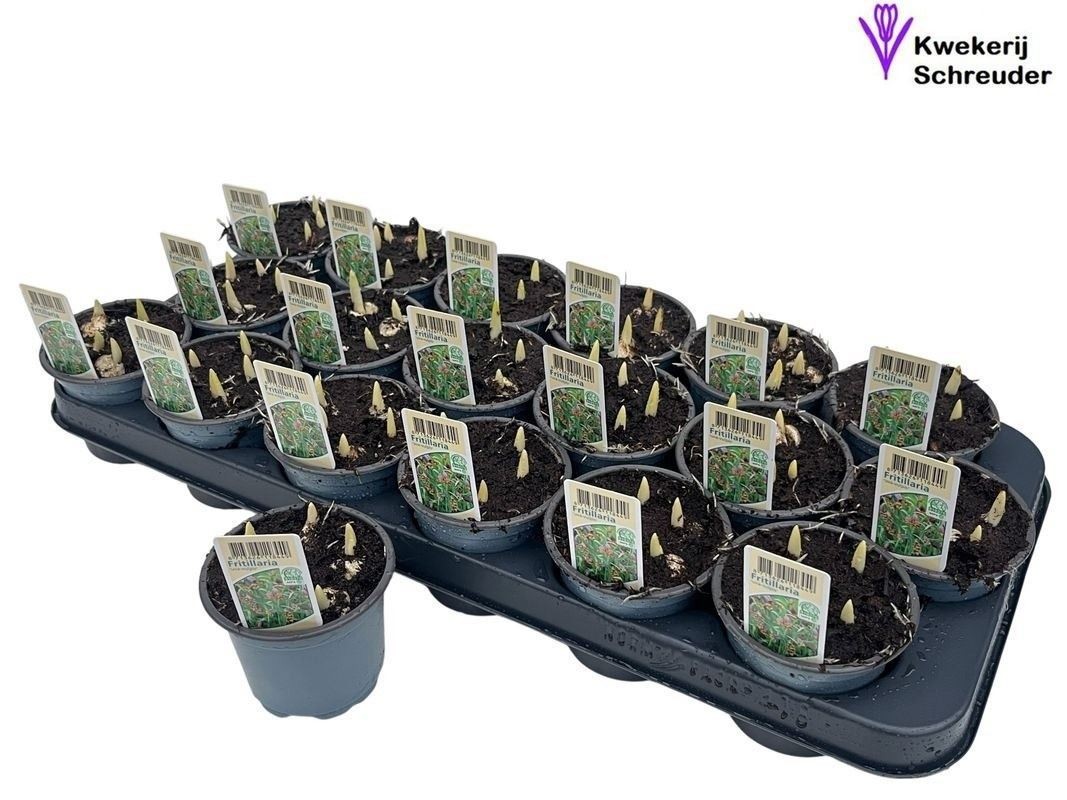 FRITILLARIA 5pp  M 9