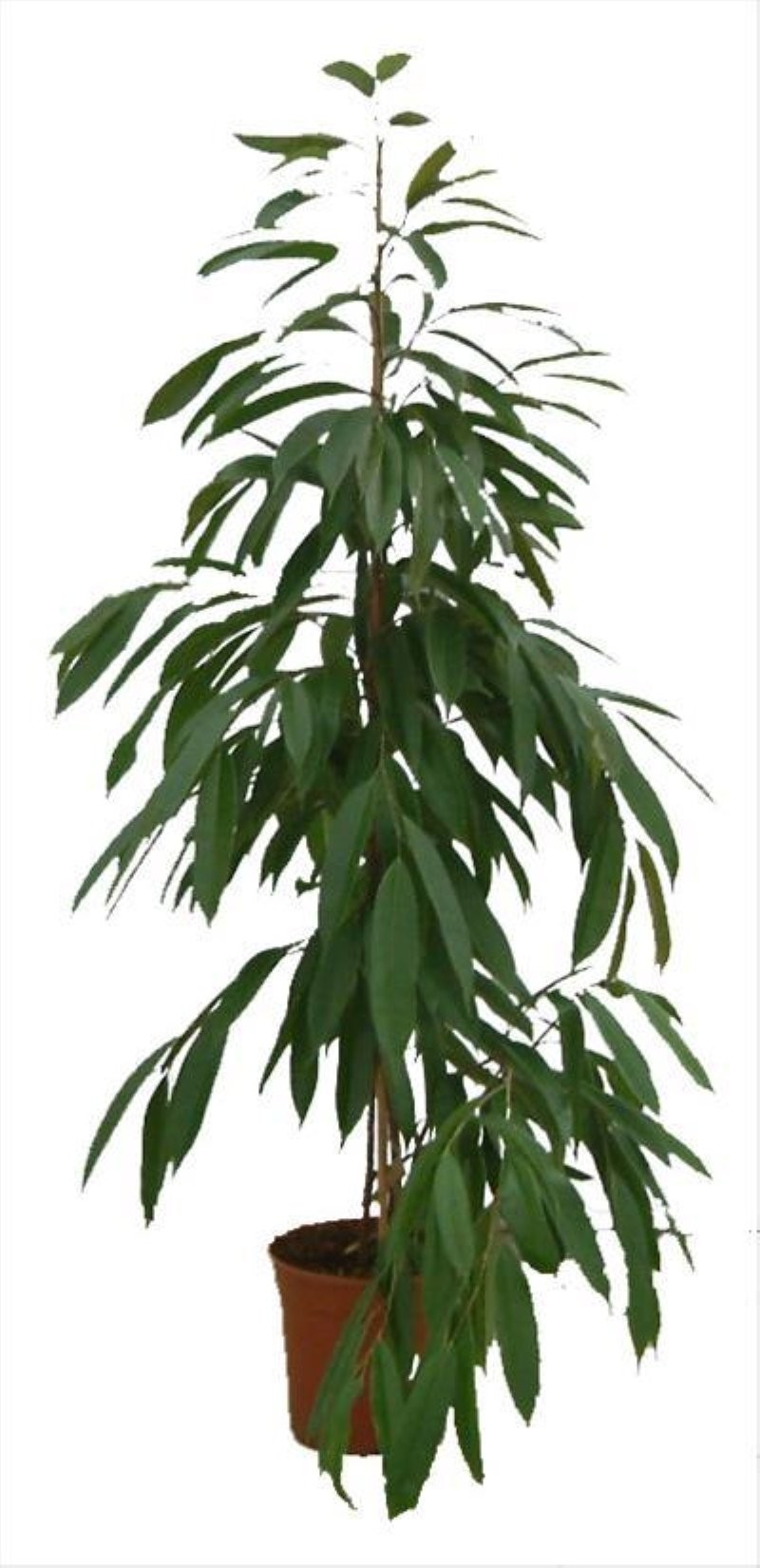 FICUS AMSTEL KING  M22-150cm.